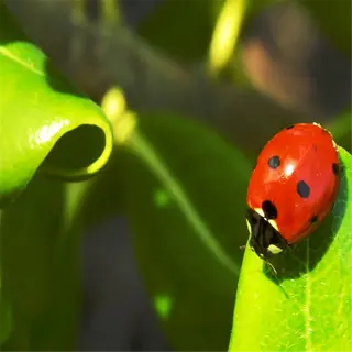 a ladybug on a green leaf, part of its natural habitat