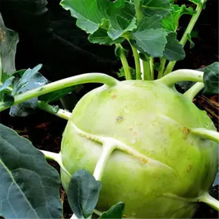 a large, pale green kohlrabi bulb growing in a garden