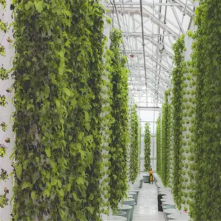 a large-scale hydroponic system with vertically growing plants in a greenhouse