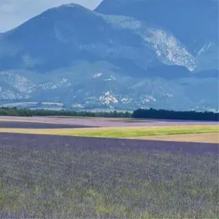 a lavender field with limestone mountains in the background