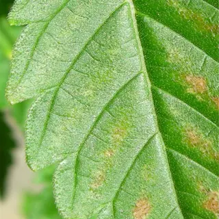a leaf exhibiting signs of nitrogen burn with brown, scorched edges