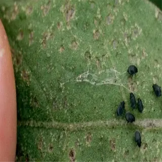a leaf with flea beetle damage showing small, round holes and black beetles