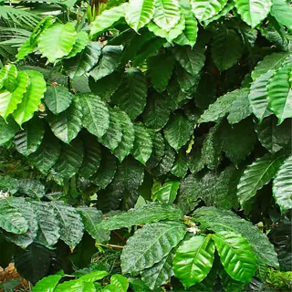 a lush green arabica coffee plant with vibrant leaves