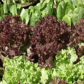 a lush lettuce shade garden with various types of green and red leaf lettuce