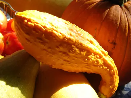 a mature crookneck yellow squash with curved shape and bumpy skin rests among tomatoes, pumpkin, and other summer squashes in a harvest arrangement