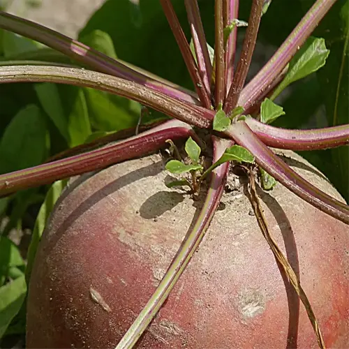 a mature turnip in a garden bed with vibrant green leaves and a bulbous root