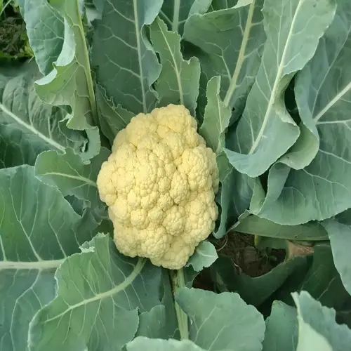 a mature yellow cauliflower head growing in a garden planting, surrounded by large green leaves