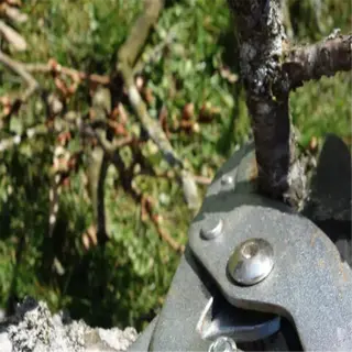 a pair of harvesting shears with green handles cutting a branch