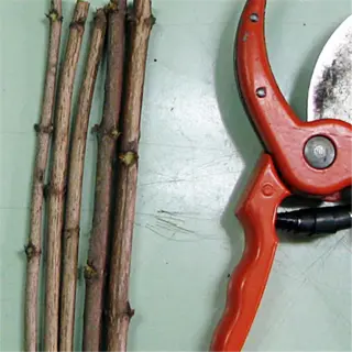 a pair of orange bypass pruning snips next to several twigs