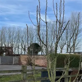 a pear tree in a garden setting, recently pruned during the spring season to promote healthy growth and fruiting