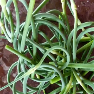 a pile of freshly harvested garlic scapes on a dark surface