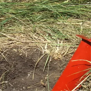 a red dibble bar inserted into the soil