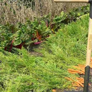 a root harvest fork standing upright in a garden bed with freshly harvested carrots