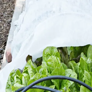a row cover setup protecting a row of lettuce plants