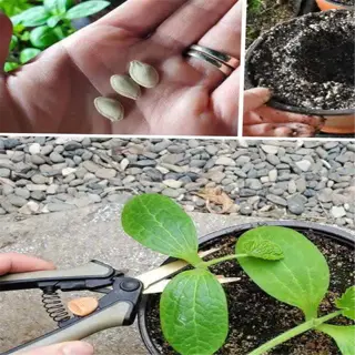 a series of images showing the process of planting and pruning zucchini seedlings