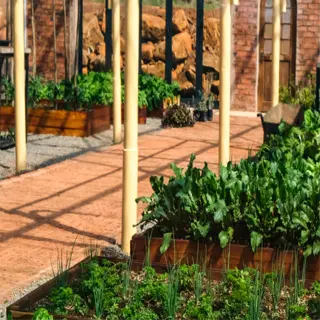 a shaded garden bed flourishing with vibrant spinach plants