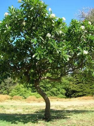 a singapore plumeria obtusa tree with glossy green leaves and white blooms under a clear blue sky