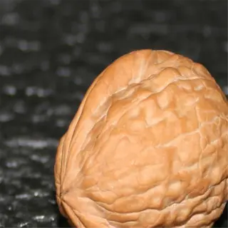 a single english walnut with a rough, tan shell on a dark textured surface