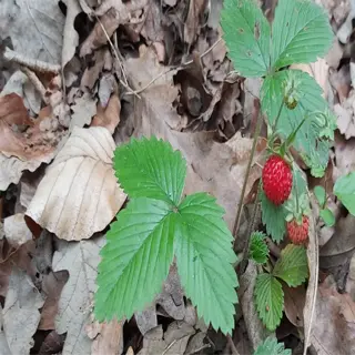a small alpine strawberry plant (fragaria vesca) with red berries growing among fallen leaves in a natural setting
