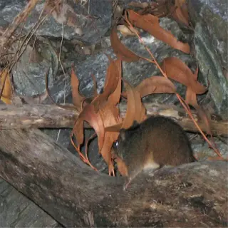 a small dibbler marsupial perched on a branch among rocks and leaves