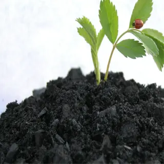 a small plant grows from a pile of dark, crumbly biochar, enriching the soil