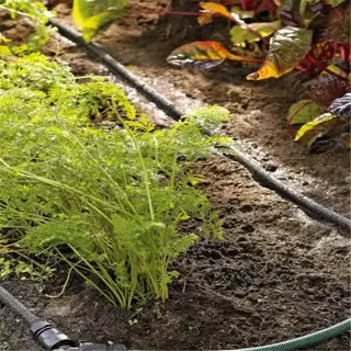 a soaker hose laid along a garden bed with plants like carrots and chard
