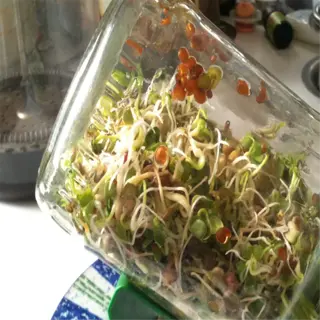 a sprouting jar filled with fresh sprouts on a kitchen counter