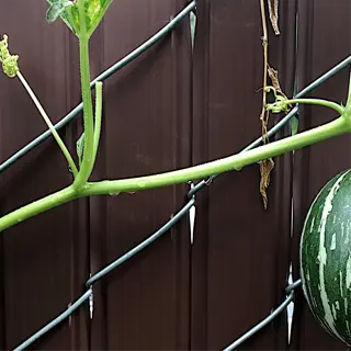a striped melon hangs from its stem, showing the stem scar on the vine