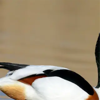 a tadorna duck with a red bill and white, brown, and black plumage swimming on water
