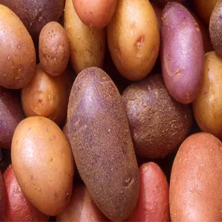 a variety of colorful potatoes including red, purple, and yellow
