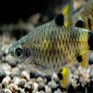 a vibrant golden midget barb swims over aquarium gravel, showcasing its striking yellow and black coloration