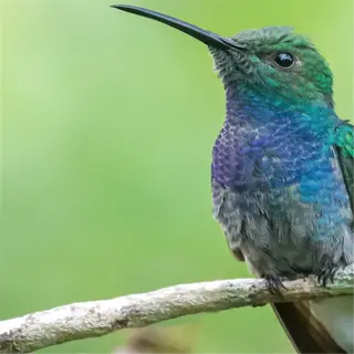 a vibrant green and blue hummingbird perched on a branch
