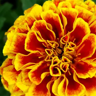 a vibrant marigold flower with red and yellow petals against a backdrop of green leaves