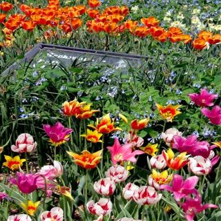 a vibrant mix of tulip flowers in a garden, showcasing the results of planting tulip bulbs in the fall