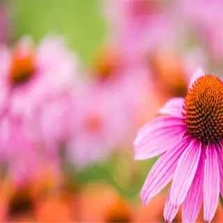 a vibrant pink coneflower stands out against a blurred background of colorful flowers