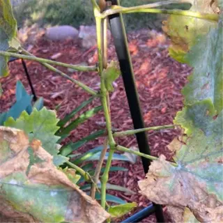 a vine with leaves showing various stages of browning and discoloration, possibly due to disease or stress