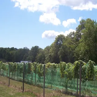 a vineyard with a trellis system supporting grapevines