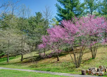a weeping redbud tree blooming with vibrant pink flowers in a sunny park landscape with pathway and stacked logs