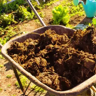 a wheelbarrow filled with aged manure in a garden setting