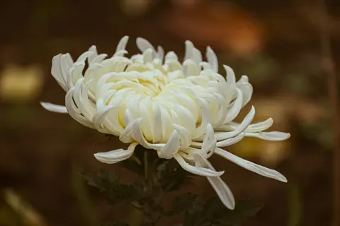 a white reflex chrysanthemum bloom with layered, curved petals against a blurred natural background