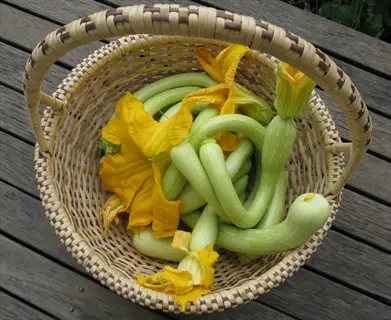 a wicker basket filled with freshly harvested tromboncino squashes and vibrant yellow squash flowers on a wooden surface