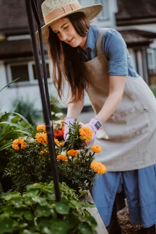 a woman in a straw hat and apron planting marigolds in a vegetable garden with raised beds, showcasing companion planting in a marigolds vegetable garden setting