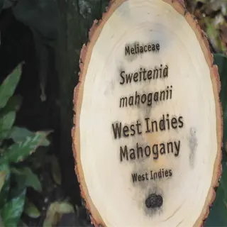 a wooden plant label with the name 'west indies mahogany' and scientific classification