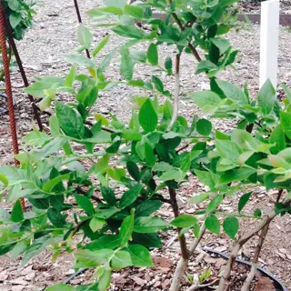 a young blueberry bush growing in acidic soil