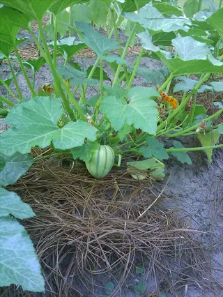 a young delicata squash plant with large green leaves growing a small striped green squash in a garden bed with mulch