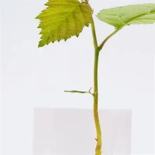 a young plant with short roots growing in a transparent container