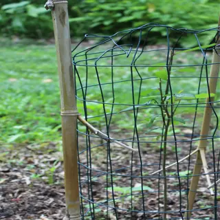 a young tree protected by a wire mesh tree guard supported by bamboo stakes