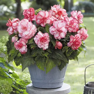 abundant begonia rosebud flowers in a rustic pot: pink and white layered blooms with glossy green foliage in a garden setting