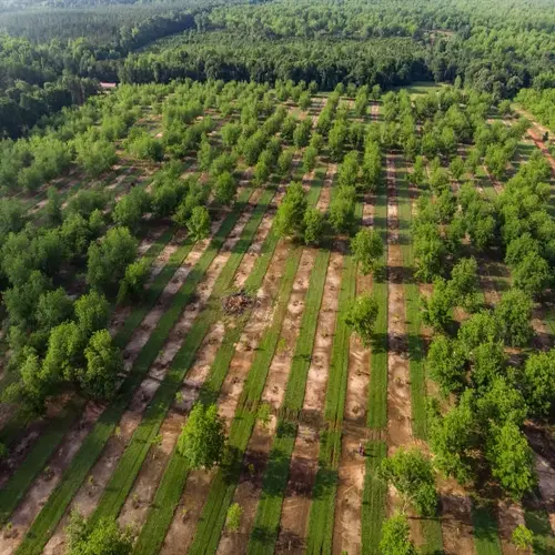 aerial view of a mature pecan tree orchard with orderly green rows surrounded by forest