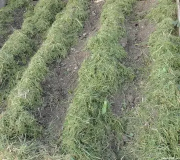 agricultural field with neat rows of fresh grass clippings mulch spread over tilled soil